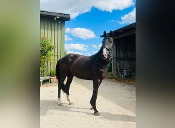 Oldenburgo, Caballo castrado, 3 años, 164 cm, Morcillo