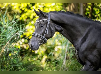 Oldenburgo, Caballo castrado, 3 años, 164 cm, Negro