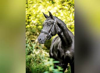 Oldenburgo, Caballo castrado, 3 años, 164 cm, Negro