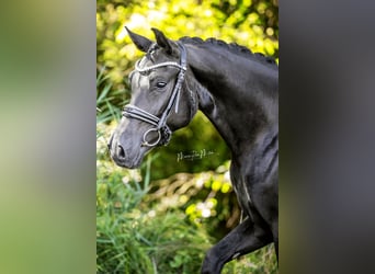 Oldenburgo, Caballo castrado, 3 años, 164 cm, Negro