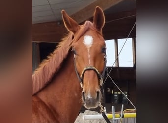 Oldenburgo, Caballo castrado, 3 años, 165 cm, Alazán