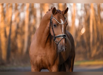 Oldenburgo, Caballo castrado, 3 años, 165 cm, Alazán