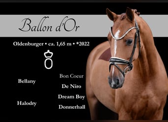 Oldenburgo, Caballo castrado, 3 años, 165 cm, Alazán