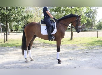 Oldenburgo, Caballo castrado, 3 años, 165 cm, Castaño