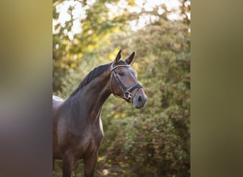 Oldenburgo, Caballo castrado, 3 años, 165 cm, Castaño