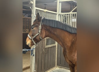Oldenburgo, Caballo castrado, 3 años, 165 cm, Castaño