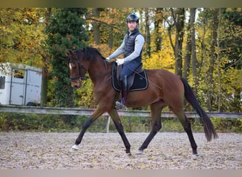 Oldenburgo, Caballo castrado, 3 años, 165 cm, Castaño