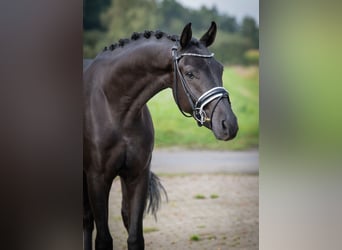 Oldenburgo, Caballo castrado, 3 años, 165 cm, Negro