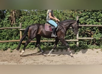Oldenburgo, Caballo castrado, 3 años, 165 cm, Negro