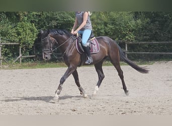Oldenburgo, Caballo castrado, 3 años, 165 cm, Negro