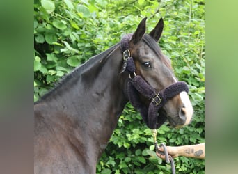 Oldenburgo, Caballo castrado, 3 años, 165 cm, Negro