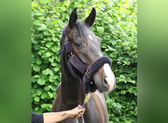 Oldenburgo, Caballo castrado, 3 años, 165 cm, Negro