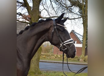 Oldenburgo, Caballo castrado, 3 años, 165 cm, Negro