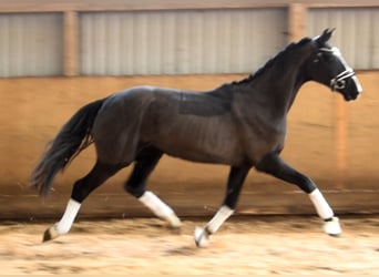 Oldenburgo, Caballo castrado, 3 años, 165 cm, Negro