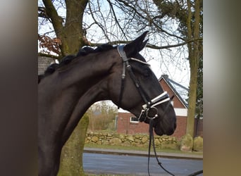 Oldenburgo, Caballo castrado, 3 años, 165 cm, Negro