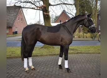 Oldenburgo, Caballo castrado, 3 años, 165 cm, Negro