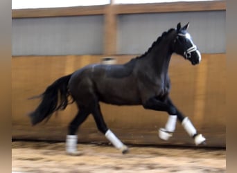 Oldenburgo, Caballo castrado, 3 años, 165 cm, Negro