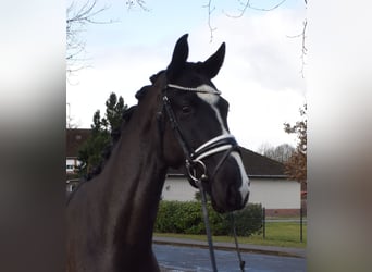 Oldenburgo, Caballo castrado, 3 años, 165 cm, Negro