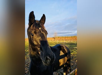 Oldenburgo, Caballo castrado, 3 años, 165 cm, Negro