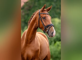 Oldenburgo, Caballo castrado, 3 años, 166 cm, Alazán