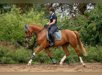 Oldenburgo, Caballo castrado, 3 años, 166 cm, Alazán