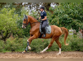 Oldenburgo, Caballo castrado, 3 años, 166 cm, Alazán