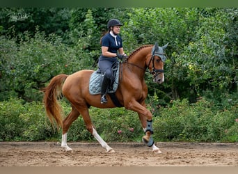 Oldenburgo, Caballo castrado, 3 años, 166 cm, Alazán