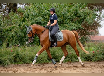 Oldenburgo, Caballo castrado, 3 años, 166 cm, Alazán