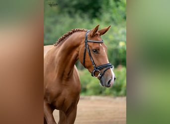 Oldenburgo, Caballo castrado, 3 años, 166 cm, Alazán