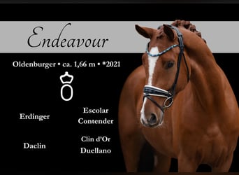 Oldenburgo, Caballo castrado, 3 años, 166 cm, Alazán