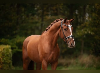 Oldenburgo, Caballo castrado, 3 años, 166 cm, Alazán