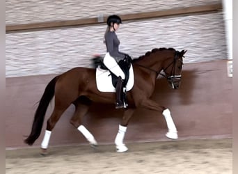 Oldenburgo, Caballo castrado, 3 años, 166 cm, Alazán