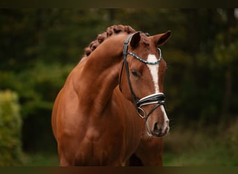 Oldenburgo, Caballo castrado, 3 años, 166 cm, Alazán