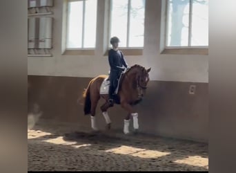 Oldenburgo, Caballo castrado, 3 años, 166 cm, Alazán