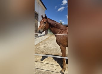 Oldenburgo, Caballo castrado, 3 años, 166 cm, Alazán