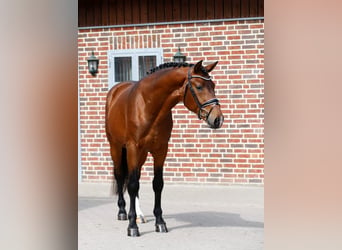 Oldenburgo, Caballo castrado, 3 años, 166 cm, Castaño