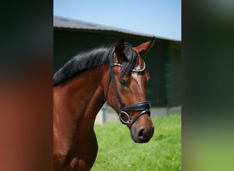 Oldenburgo, Caballo castrado, 3 años, 166 cm, Castaño