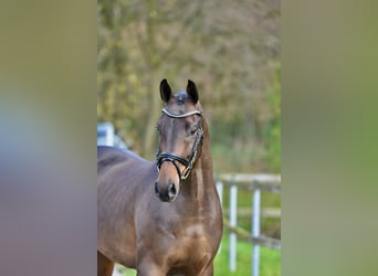 Oldenburgo, Caballo castrado, 3 años, 166 cm, Castaño