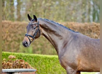 Oldenburgo, Caballo castrado, 3 años, 166 cm, Castaño