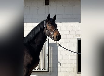 Oldenburgo, Caballo castrado, 3 años, 166 cm, Castaño oscuro