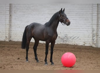 Oldenburgo, Caballo castrado, 3 años, 166 cm, Castaño oscuro