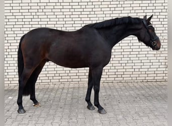 Oldenburgo, Caballo castrado, 3 años, 166 cm, Castaño oscuro