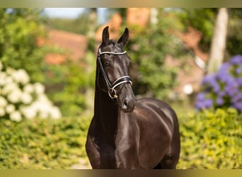 Oldenburgo, Caballo castrado, 3 años, 166 cm, Negro