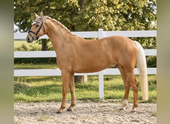 Oldenburgo, Caballo castrado, 3 años, 166 cm, Palomino