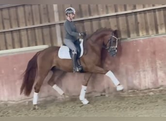 Oldenburgo, Caballo castrado, 3 años, 167 cm, Alazán