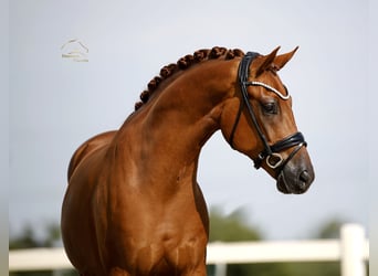 Oldenburgo, Caballo castrado, 3 años, 167 cm, Alazán
