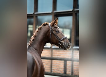 Oldenburgo, Caballo castrado, 3 años, 167 cm, Alazán-tostado