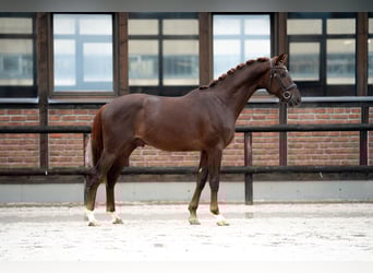 Oldenburgo, Caballo castrado, 3 años, 167 cm, Alazán-tostado