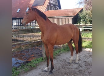 Oldenburgo, Caballo castrado, 3 años, 167 cm, Castaño