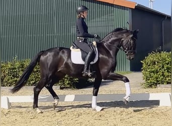 Oldenburgo, Caballo castrado, 3 años, 167 cm, Castaño